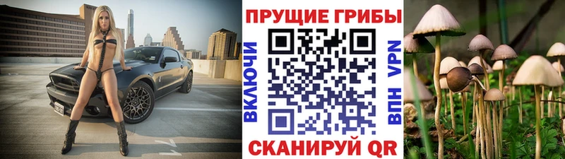 Псилоцибиновые грибы Cubensis  закладки  Шилка 